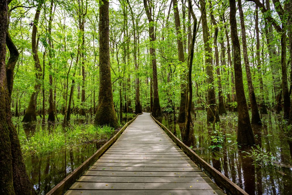 Congaree National Park (Official GANP Park Page)